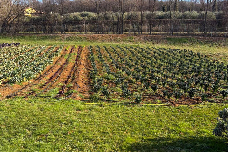 Piante per l’Orto della Comunità “La Collina”