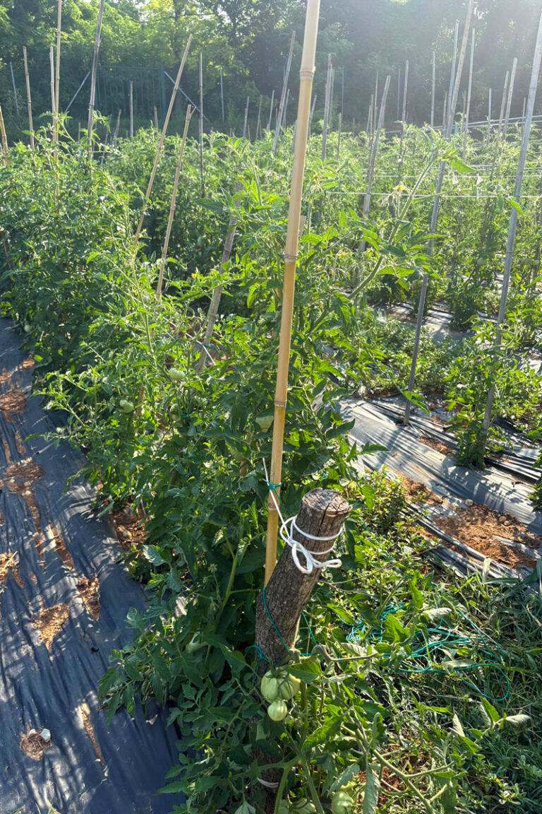 Piante per l’Orto della Comunità “La Collina”